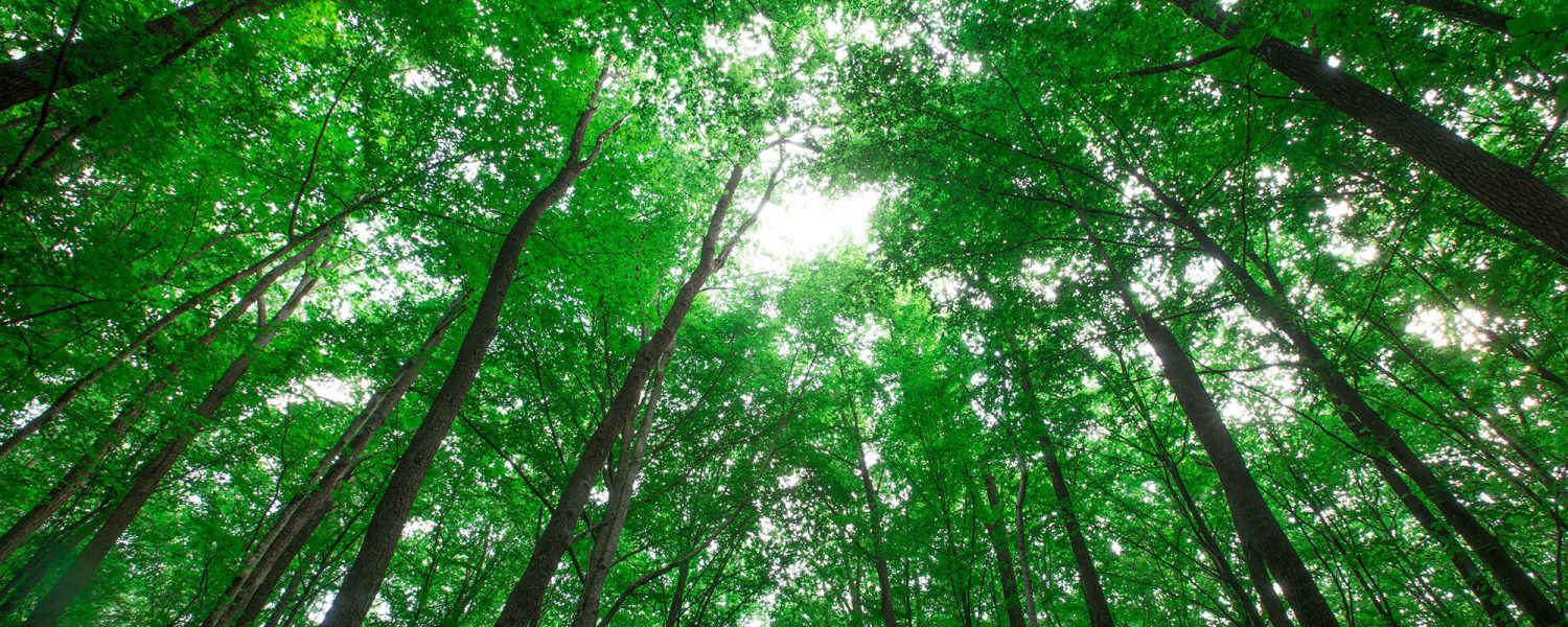 forest-trees-nature-green-wood-sunlight-backgrounds forest-trees-nature-green-wood-sunlight-backgrounds